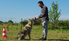 educateur canin comportementaliste montpellier gard herault Education canine
