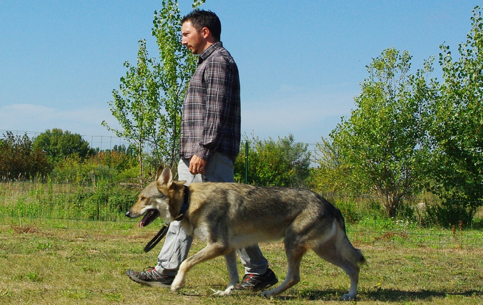 {article.getTitle()}} educateur canin montpellier