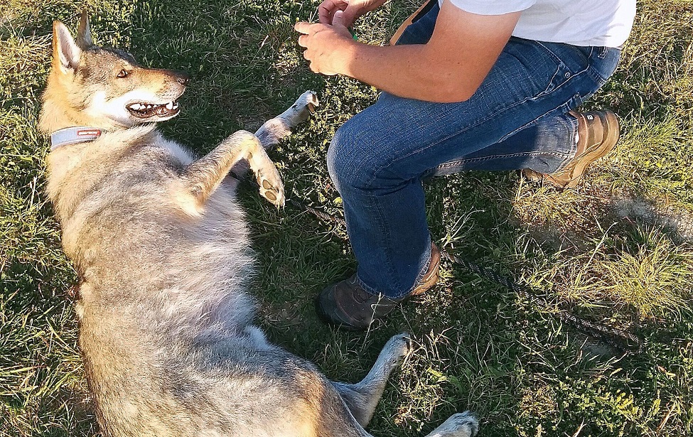 {article.getTitle()}} educateur canin montpellier