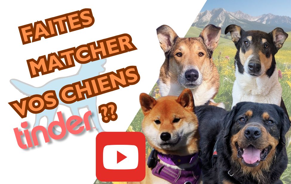 educateur canin comportementaliste montpellier gard herault Nouvelle vidéo YouTube : rencontres entre chiens